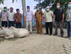 PWI Langkat Terima Sapi Kurban dari Apdesi