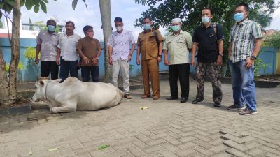 PWI Langkat Terima Sapi Kurban dari Apdesi