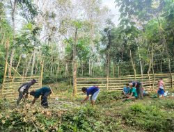 BBKSDA Sumut Belum Berhasil Tangkap Harimau Sumatera Dengan Kandang Jebak