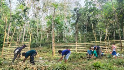 BBKSDA Sumut Belum Berhasil Tangkap Harimau Sumatera Dengan Kandang Jebak