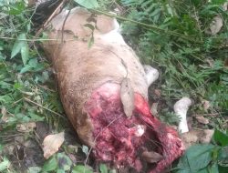 Harimau Sumatera &nbsp;Mangsa Dua Ekor Lembu Warga Bahorok