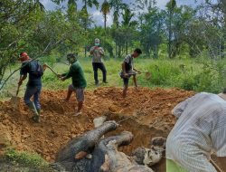 Dua Ekor Gajah Mati di Besitang, Seekor Bangkai Usus Terburai dan Seekor Lagi Kerangka Diperkirakan Mati Enam Bulan Lalu