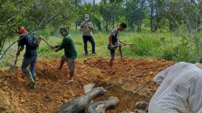 Dua Ekor Gajah Mati di Besitang, Seekor Bangkai Usus Terburai dan Seekor Lagi Kerangka Diperkirakan Mati Enam Bulan Lalu