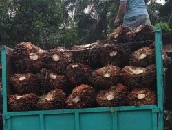 Petani Sawit Langkat Mengeluh, Harga TBS Anjlok Hingga Rp 1.100 Perkilo