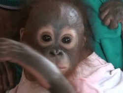 Polda Sumut Ungkap Perdagangan Orang Utan, Libatkan 5 Anak Dibawah Umur
