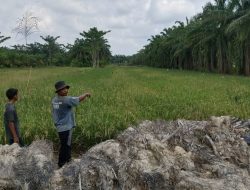 Kelompok Tani Mekar Jaya Hinai Resah Alih Fungsi Sawit Ke Persawahan Dituding Galian C