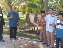 Plt Bupati Langkat dan Keluarga Berkurban 7 Ekor Sapi