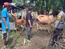 Antisipasi Penyebaran Klinis PMK, Bhabinkamtibmas Salapian Monitoring Ternak