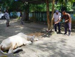 Keluarga Besar H. Ngogesa Sitepu Serahkan Hewan Kurban ke PWI Langkat