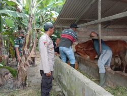 Polsek Secanggang Vaksinasi PMK Ternak Sapi Warga