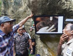 Anggarkan Infrastruktur Wisata Bukitlawang 7 M, BBTNGL : Populasi Orangutan 200 Ekor