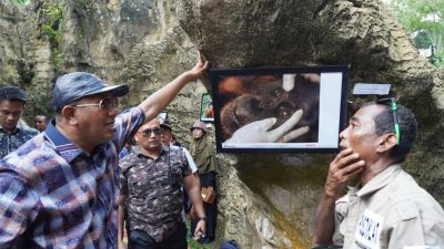 Anggarkan Infrastruktur Wisata Bukitlawang 7 M, BBTNGL : Populasi Orangutan 200 Ekor