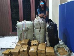 Polda Sumut Amankan Seorang Kurir Ganja 200 Kg Ganja di Dairi