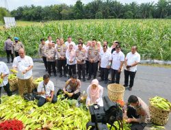 Dukung Ketahanan Pangan dan Tekan Inflasi, Kapolda Sumut Panen Perdana Jagung dan Cabai Merah