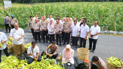 Dukung Ketahanan Pangan dan Tekan Inflasi, Kapolda Sumut Panen Perdana Jagung dan Cabai Merah