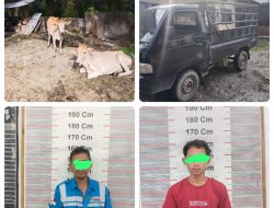 Dua Pencuri Hewan Ternak  Lembu  di Besitang Ditangkap Polisi