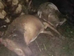 16 Ekor Ternak Lembu Warga Mati Disambar Petir di Langkat