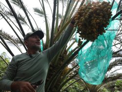 Panen Kurma  di Tanah Karo, Ijeck : Satu Satunya Pohon Kurma  Ditanam Berbuah di Sumut, Panen Sawit Biasa, Panen Kurma Luar Biasa