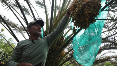 Panen Kurma  di Tanah Karo, Ijeck : Satu Satunya Pohon Kurma  Ditanam Berbuah di Sumut, Panen Sawit Biasa, Panen Kurma Luar Biasa