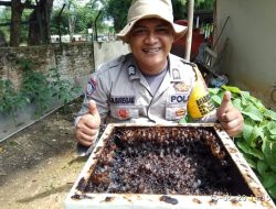 Brigadir JA Siregar Pioner Budidaya Lebah Kelulut di Langkat