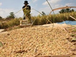 Presiden Minta Badan Pangan Nasional Hitung Harga Gabah Kering Petani