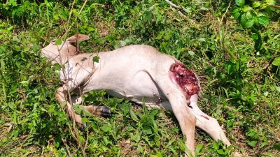 Seekor Ternak Lembu Warga di Langkat Dimangsa Harimau Sumatera