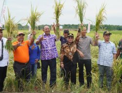 Panen Raya Padi di Sei Bingai, Petani Doakan Syah Afandin Pimpin Langkat 2024-2029