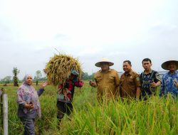 Panen Raya di Kelurahan Cengkeh Turi, Wali Kota Binjai Ajak Petani Suksekan Program Ketahanan Pangan
