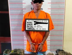 Polsek Pangkalan Susu Tangkap Pengedar  Daun Ganja, Batang dan Biji