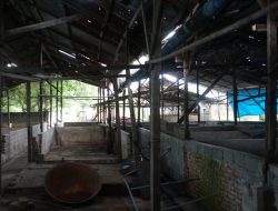 Pemkab Langkat Beri Peringatan Pindah Ternak di Perdamaian Stabat