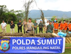 Kapoldasu dan Pangdam I/BB Pimpin Operasi Perburuan Ladang Ganja Seluas 150 Ha, Temuan Terluas di Pulau Sumatera