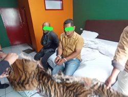 Polda Sumut Tangkap Dua Terduga Penjual Kulit Harimau