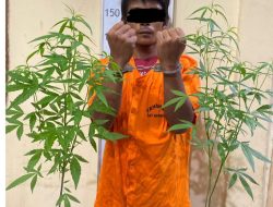 Pria di Langkat Tanam 2 Batang Ganja dalam Polibag Ditangkap