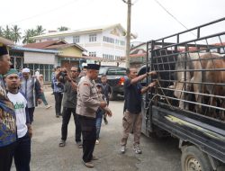 Plt Bupati Langkat Serahkan 3 Ekor Sapi untuk Haul ke 100 Tuan Guru Babussalam