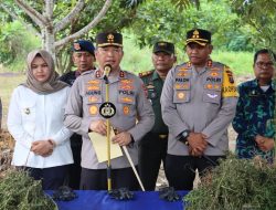 Gunakan Satelit kerjasama BRIN, Polda Sumut Temukan Ladang Ganja di Madina