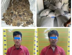 Polda Sumut Tangkap Dua Pelaku  Jual Beli Satwa Dilindungi Sisik Trenggiling Seberat 987 Kg