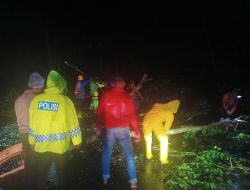 Akibat Pohon Tumbang di Jalan Proklamasi Stabat Timbulkan Kemacetan Lalulintas