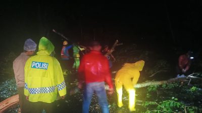 Akibat Pohon Tumbang di Jalan Proklamasi Stabat Timbulkan Kemacetan Lalulintas