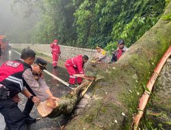 Jalur Berastagi-Medan Kembali Normal Pasca Pohon Tumbang