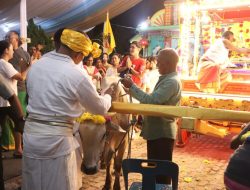 Perayaan Thaipusam 2025 di Binjai, Wali Kota Lepas Kereta Kencana Berusia 145 tahun Bawa  Arca Dewa Murugan