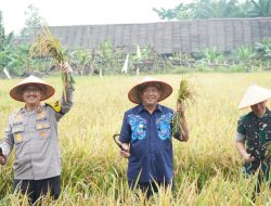 Syah Afandin Ikuti Panen Raya Serentak, Wujudkan Program Swasembada Pangan Presiden Prabowo