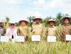 Bupati Langkat Apresiasi Sinergi Petani dan Swasta Panen Padi Varietas Inpari di Stabat