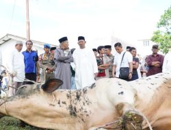 Sapi Kurban dari Bupati Syah Afandin, Wujud Nyata Kepedulian untuk Warga Langkat