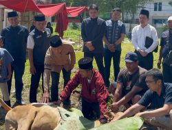 Partai NasDem Sumut Sembelih 3 Hewan Kurban Idul Adha 1446 H