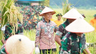 Pemkab Langkat Dukung TNI Perkuat Ketahanan Pangan Lewat Panen Raya di Deliserdang
