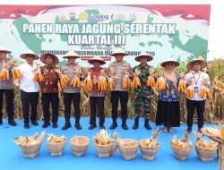 Polda Sumut Panen Raya Jagung di Deliserdang: Komitmen Wujudkan Swasembada Pangan