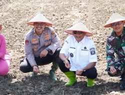 Bupati Syah Afandin Dukung Penanaman Jagung Serentak Kuartal IV untuk Perkuat Ketahanan Pangan Langkat
