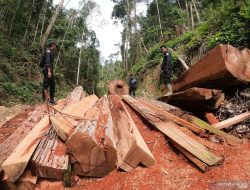 Ketua DPW NasDem Sumut Desak Menhut Buka Data Perusahaan Perusak Hutan