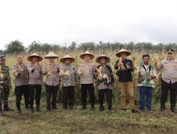Perkuat Ketapang, Pemko Binjai Panen Raya Jagung Nasional