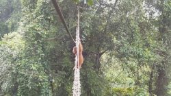 Ketika Orangutan Sumatra Manfaatkan Jembatan Tali Menyebrangi Hutan